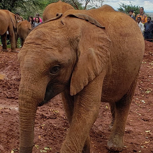 Kenya elephant