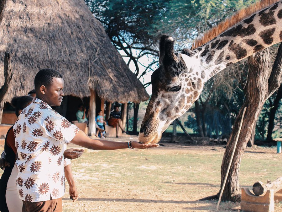 Man feeding Giraffe in Kenya
