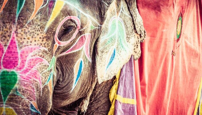 Decorated elephant India
