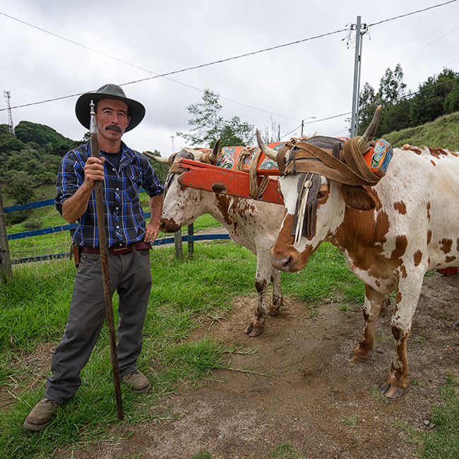 Farmer with cattle in Costa Rica