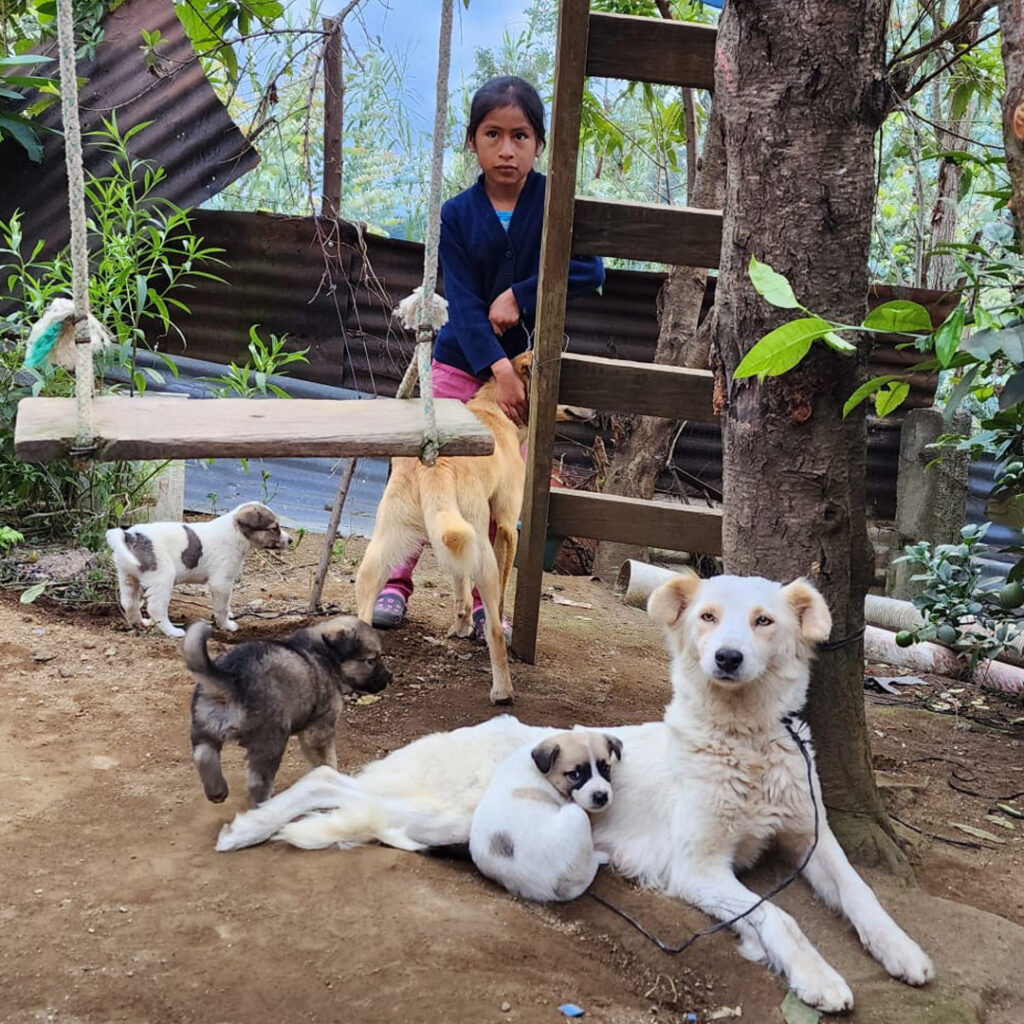 Puppies and child in Guatemala