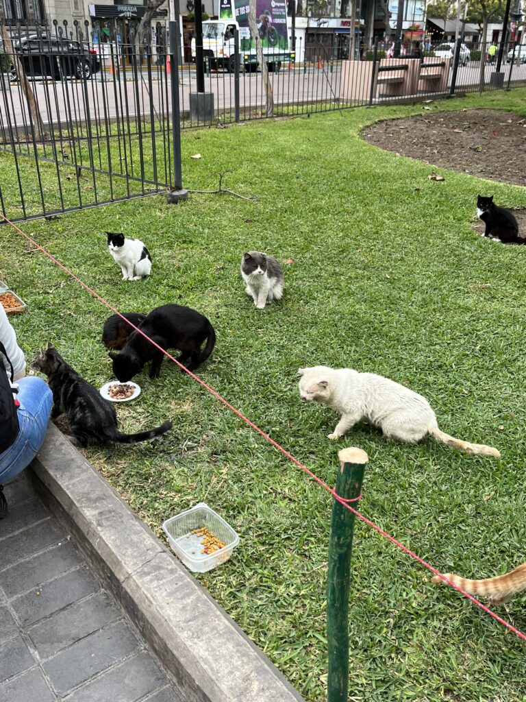 Cats in Lima park