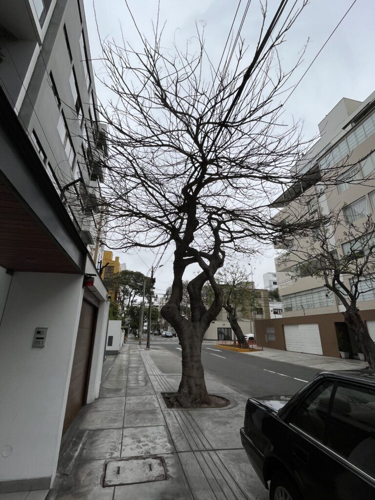 Tree in street in Lima, Peru