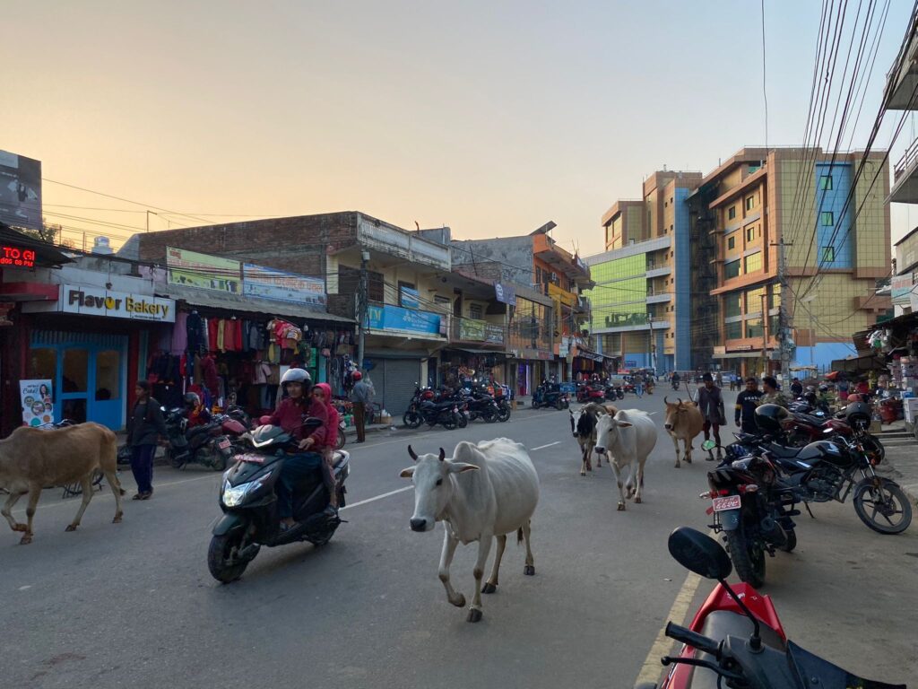 Cattle herded in Nepal city