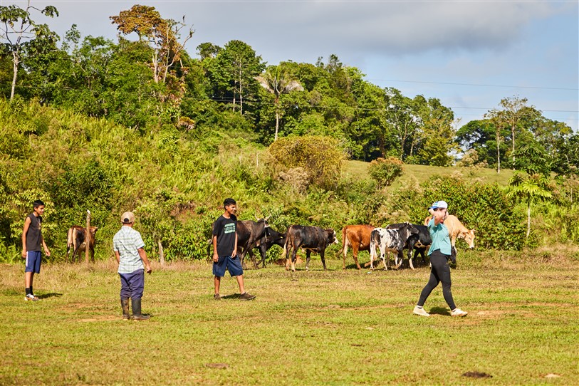 Cattle and volunteers in field Costa Rica