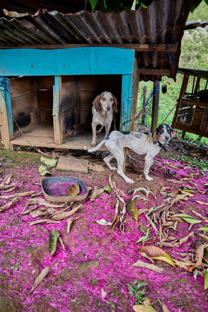 Local dogs in Costa Rica
