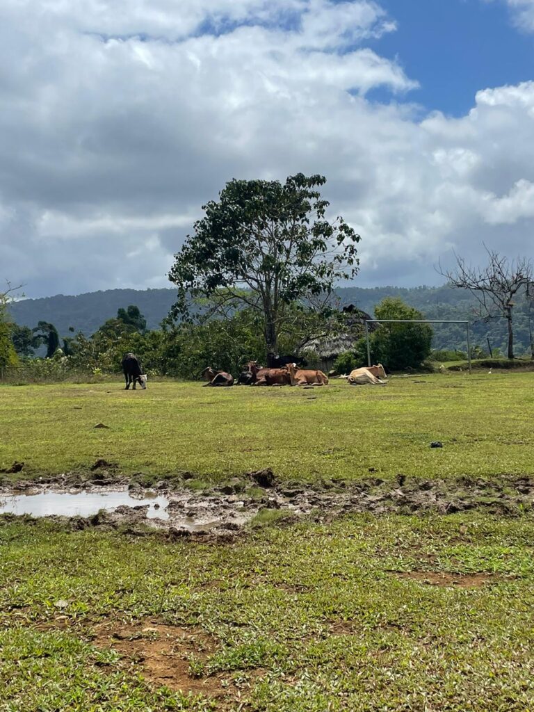 Lone tree with cattle underneath Costa Rica