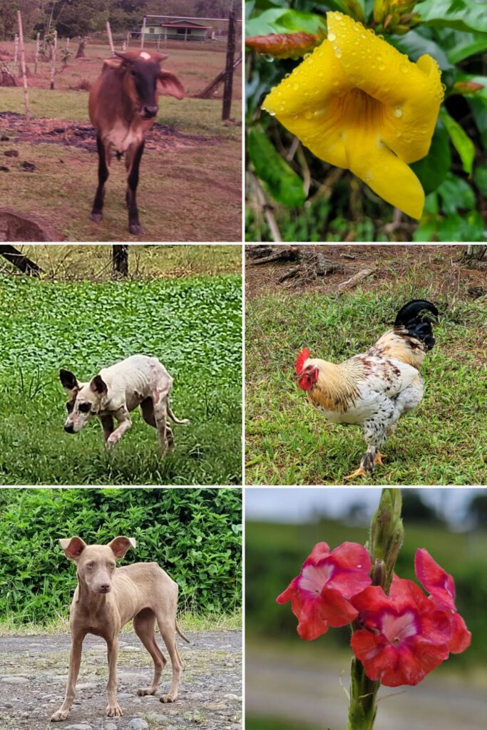 Collage of animals and flowers from CRI0223.DL