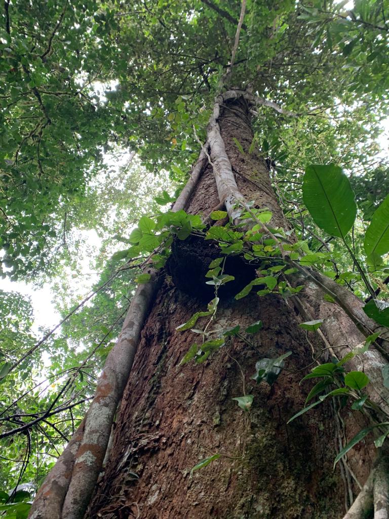 Tall deciduous tree Costa Rica