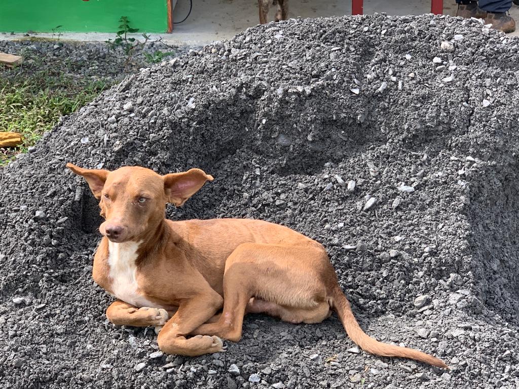 Local dog laying in gravel pile Costa Rica