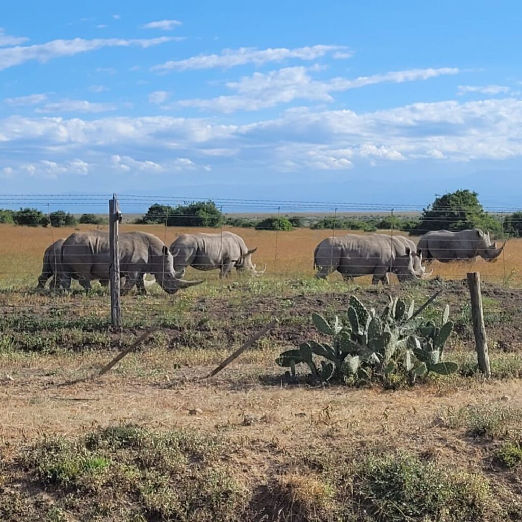 rhinoceros Kenya