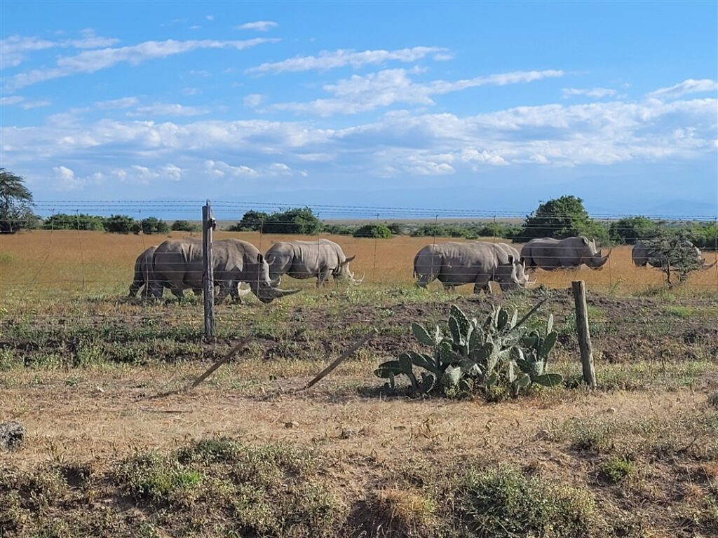 Rhinos Kenya