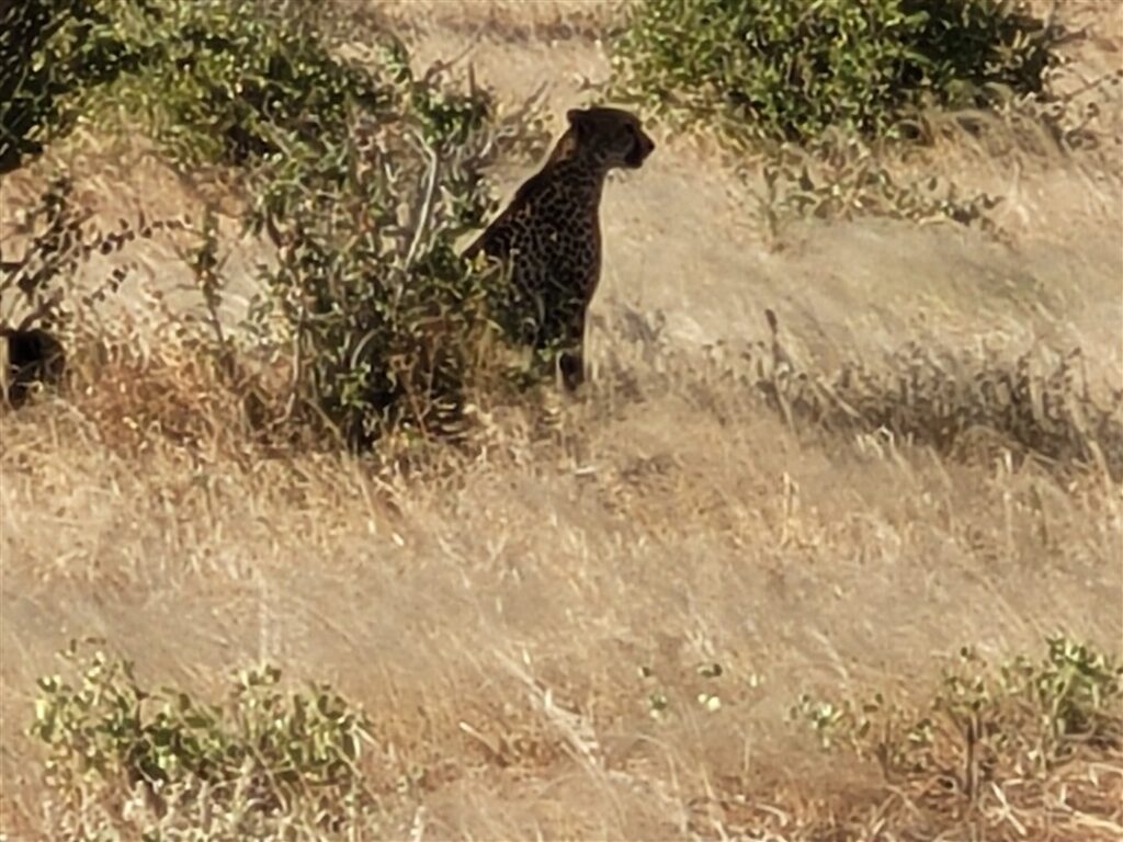 Cheeta Kenya