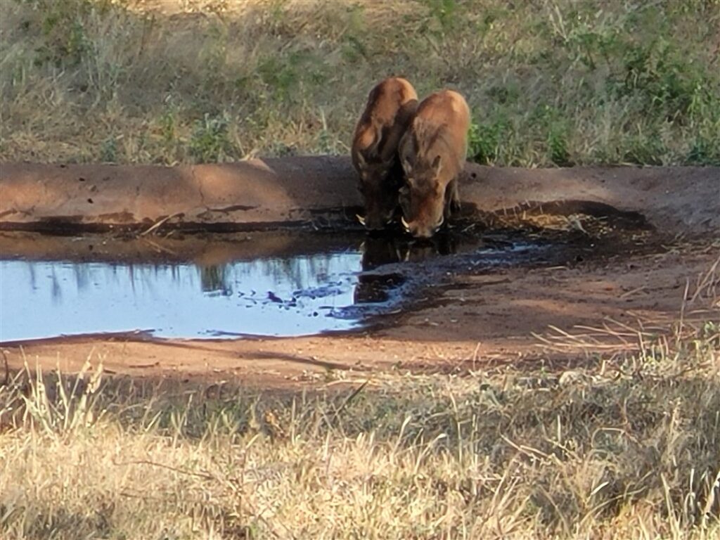 Warthogs Kenya