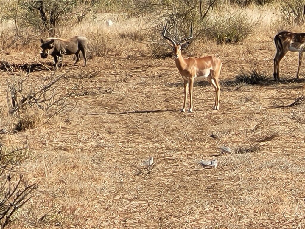 Gazelle Kenya