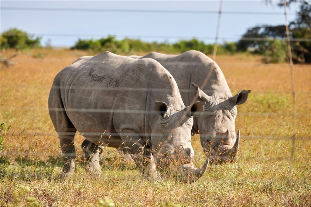 Rhinos Kenya