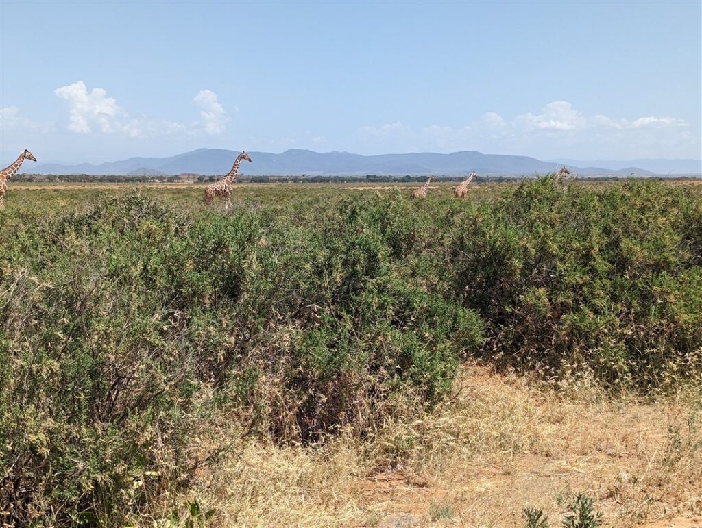 Kenya landscape Giraffes