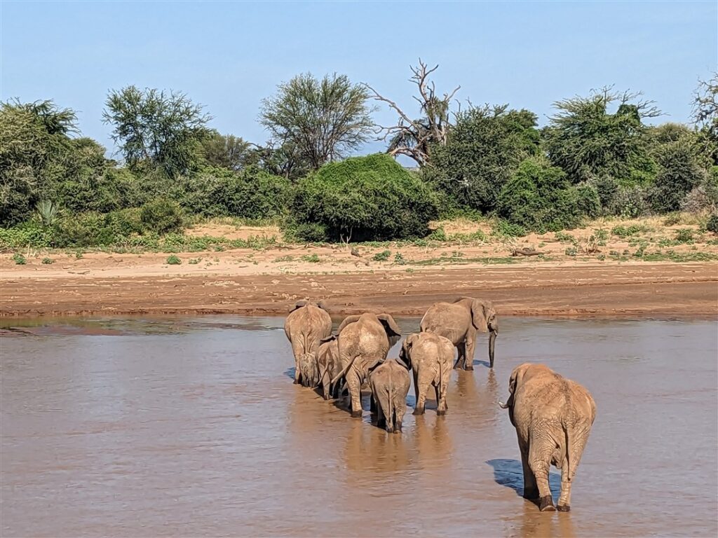 Elephants crossing river Kenya