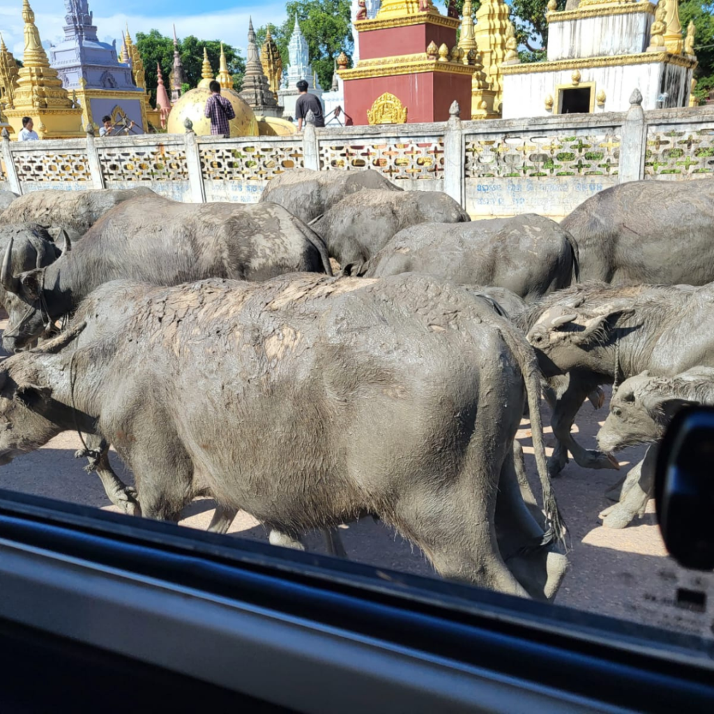 Water Buffalo Cambodia