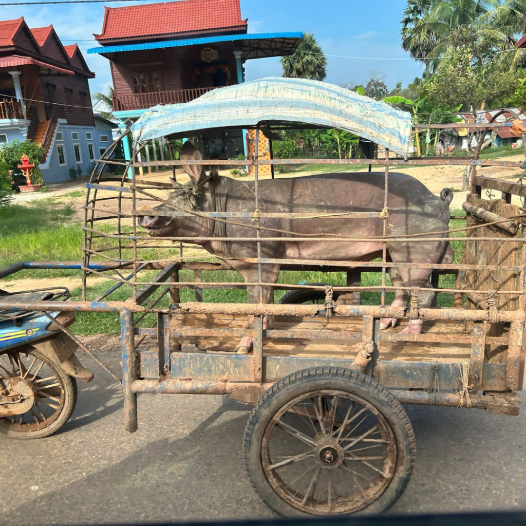 Pig in a cart Cambodia