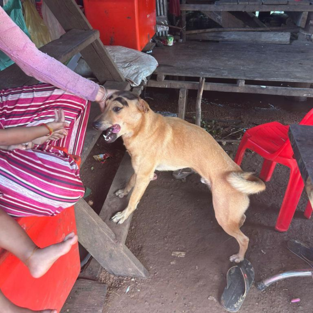 Dog at project site Cambodia