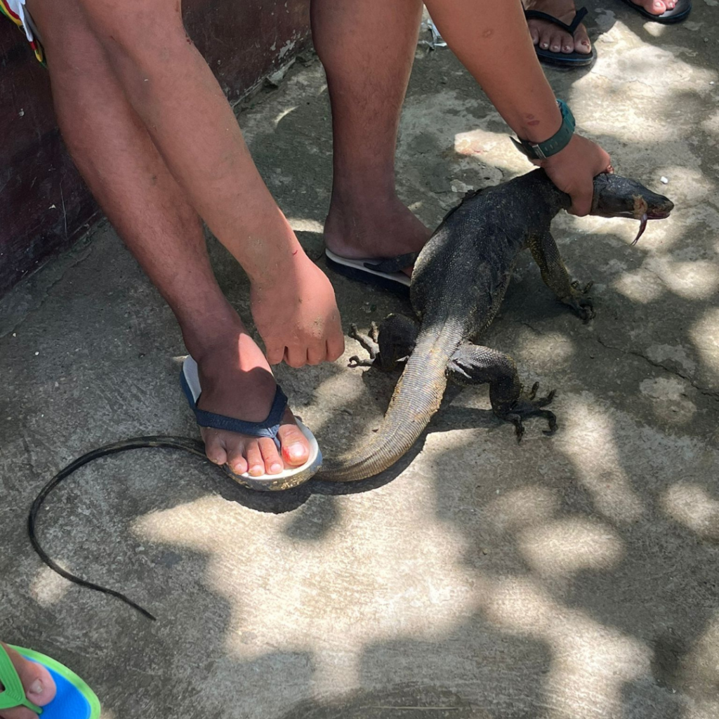 Large lizard Philippines