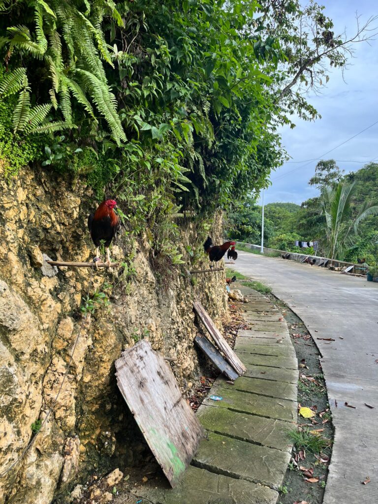 Roosters on roadside Philippines
