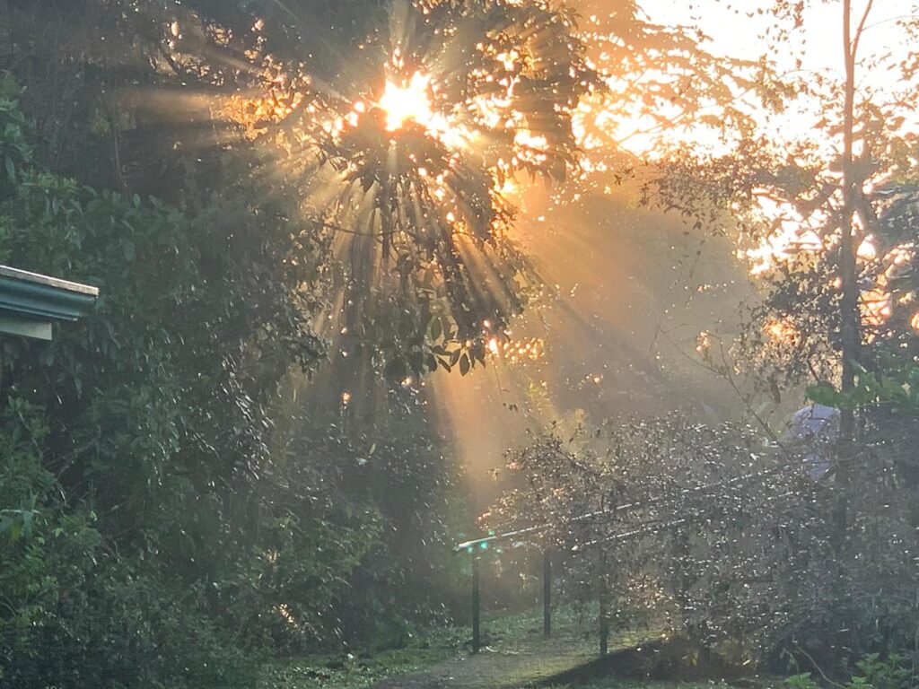 Sun shining through forest trees Costa Rica