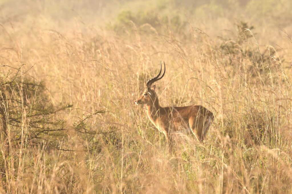 Gazelle like animal Kenya