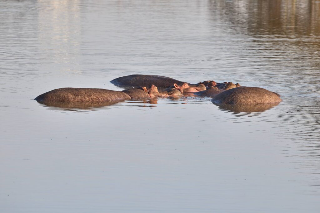 Hippos Kenya