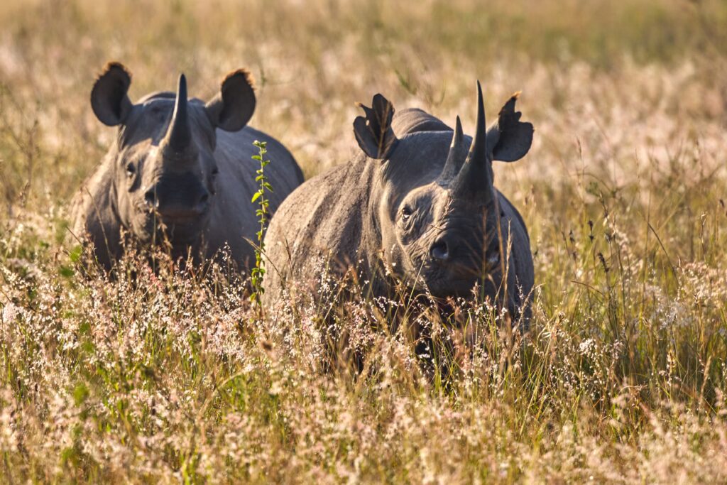 Rhinos Kenya