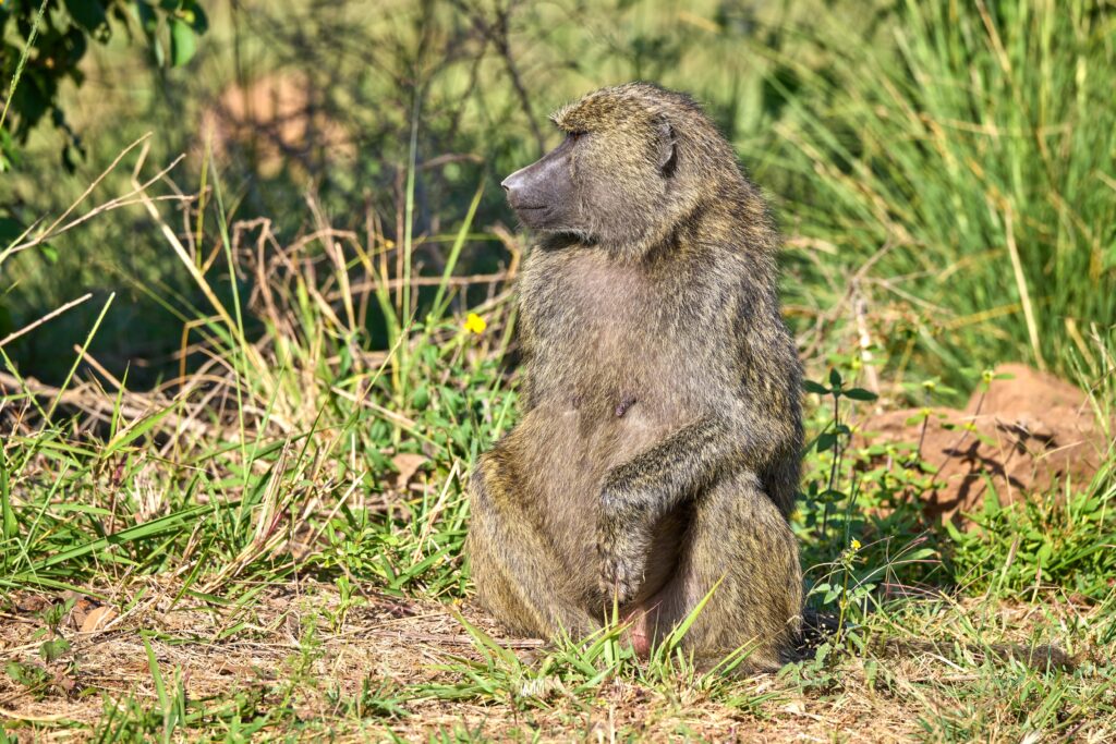 Baboon Kenya