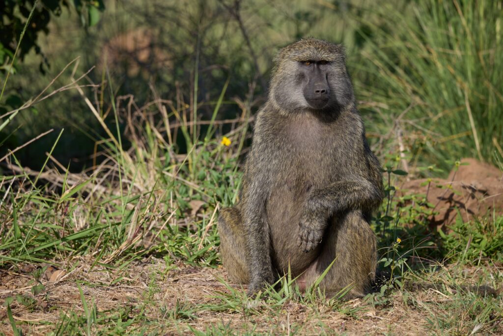 Baboon Kenya