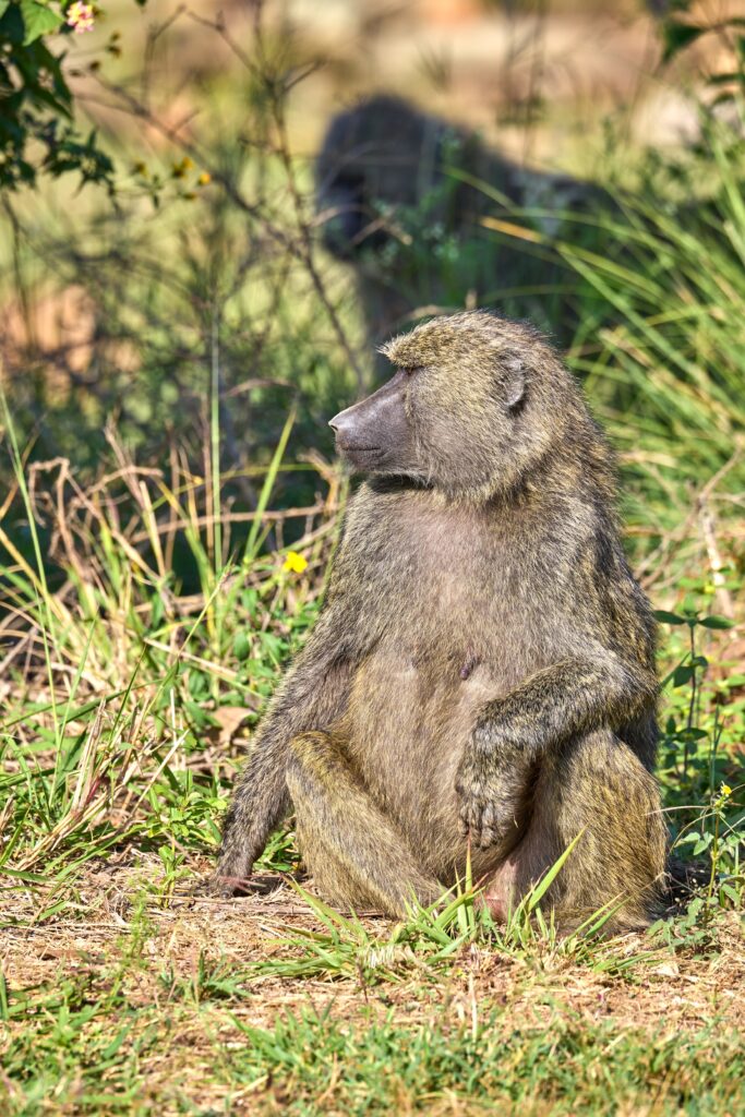Baboon Kenya