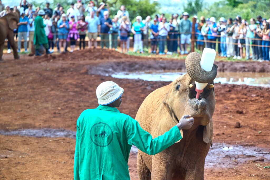 Elephant being fed by handler Kenya