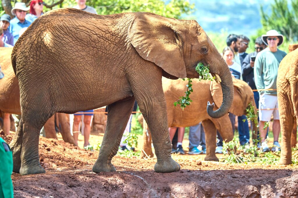 Elephant Kenya