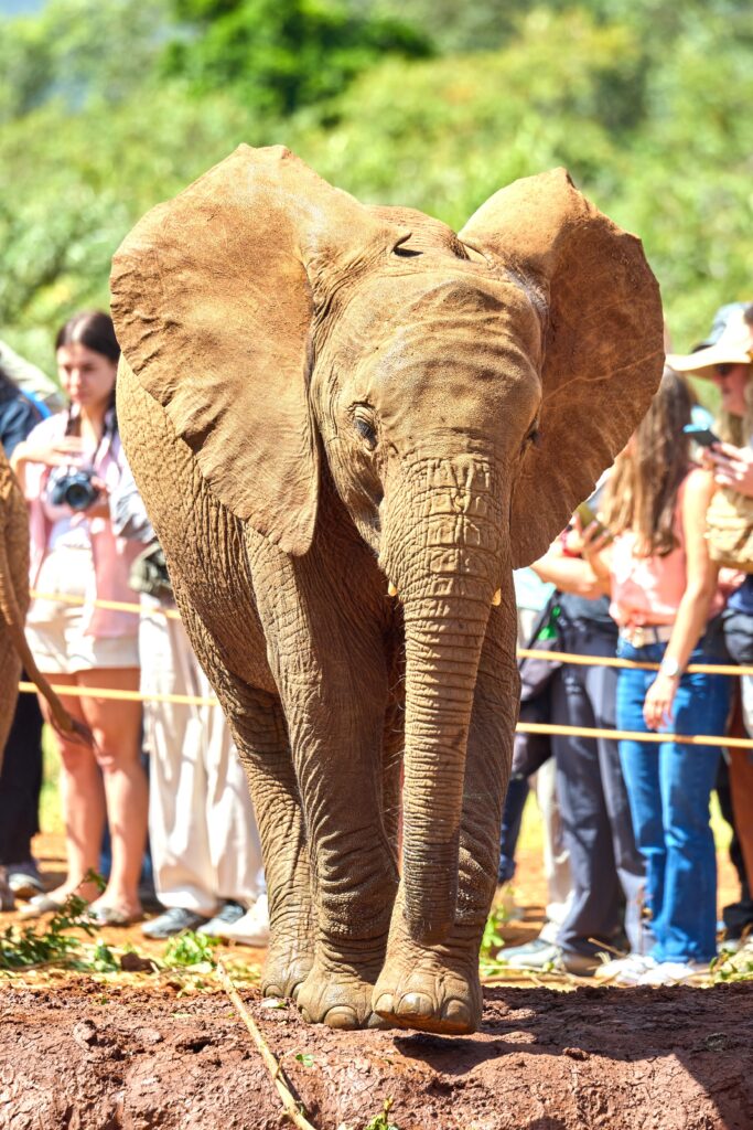 Elephant Kenya