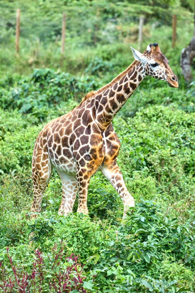 Giraffe Kenya