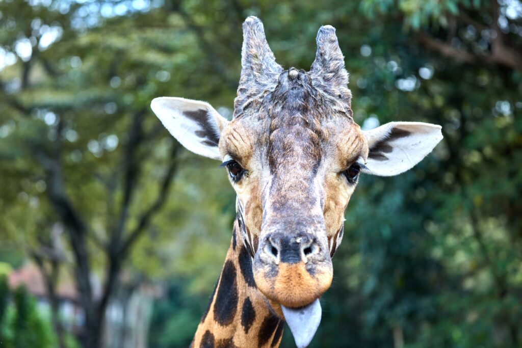 Giraffe Kenya