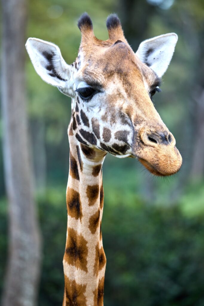 Giraffe Kenya