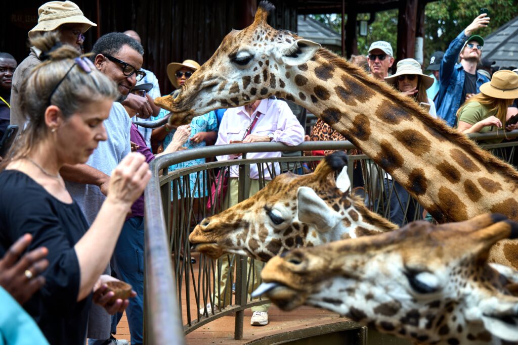 Giraffe Kenya