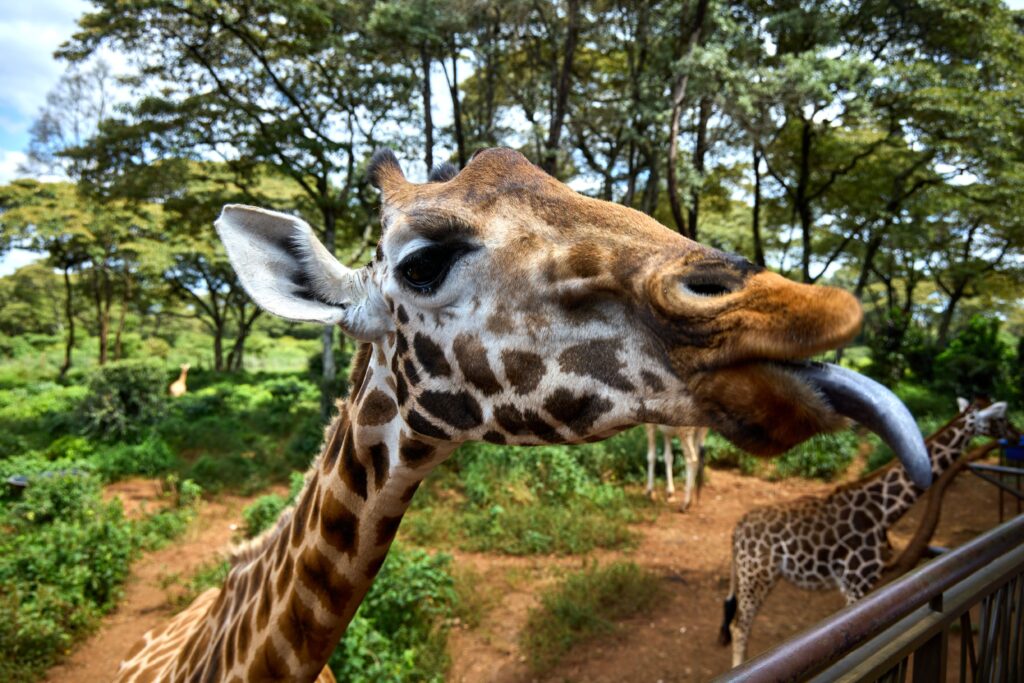 Giraffe Kenya