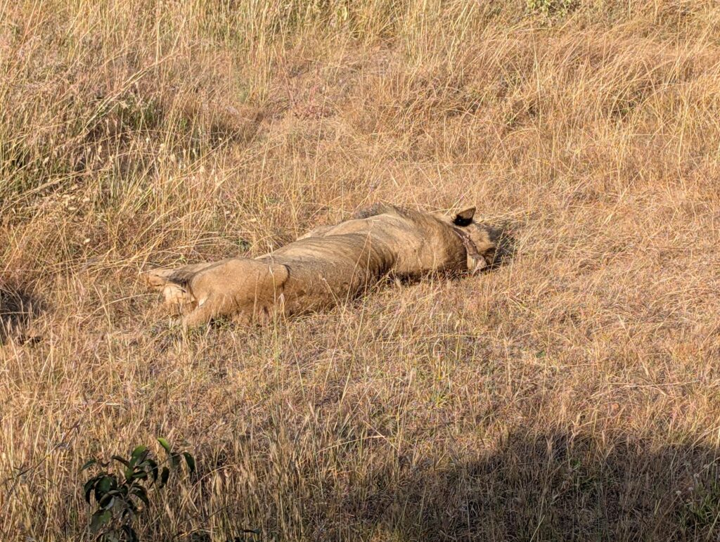 Sleeping lion with GPS collar Kenya