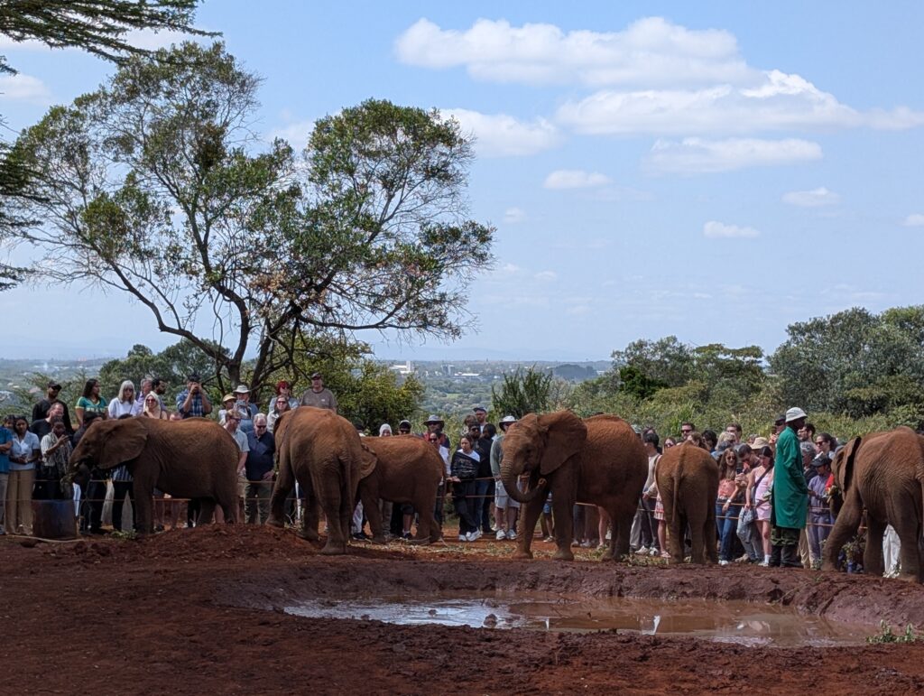 Elephant Kenya