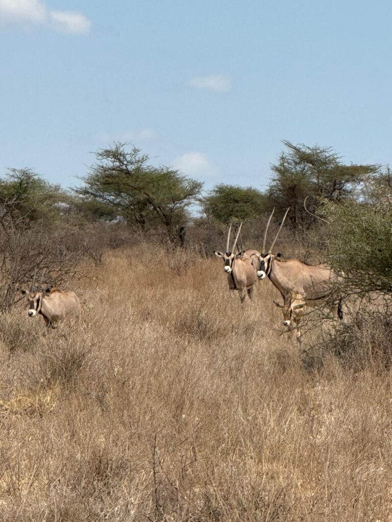 Antelope Kenya