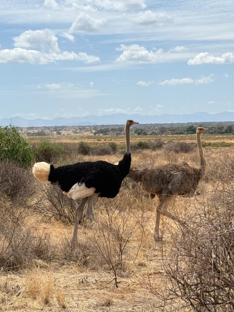 Ostriches Kenya