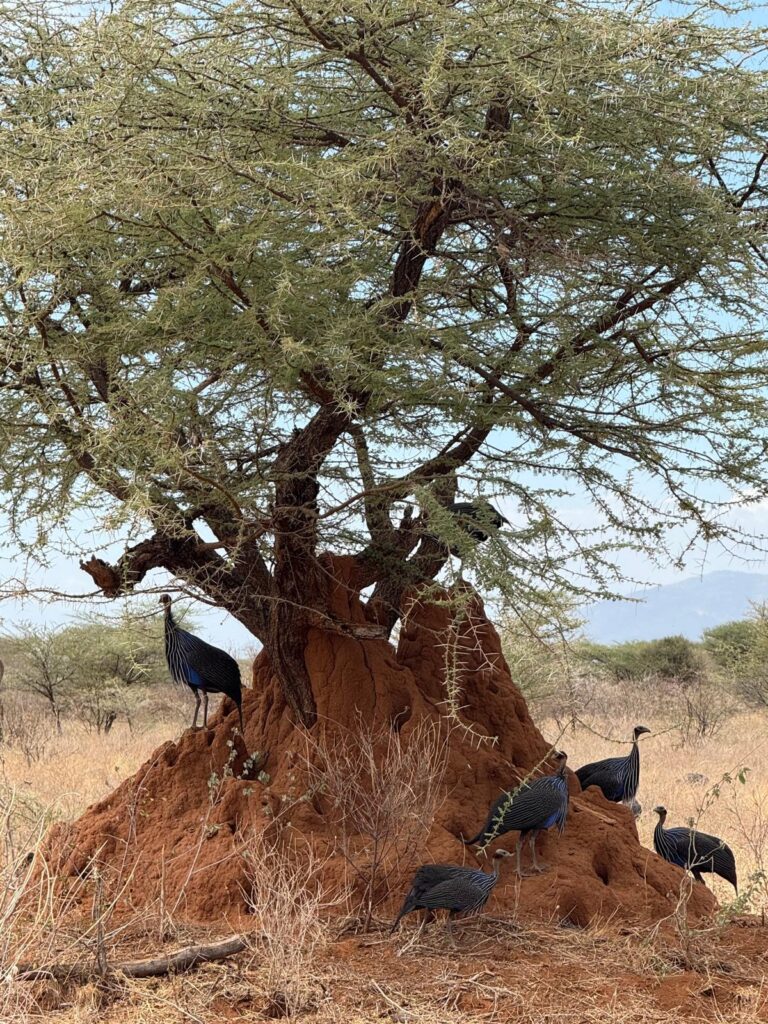 Flock of birds on ground Kenya