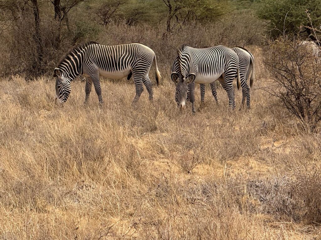 Zebras Kenya