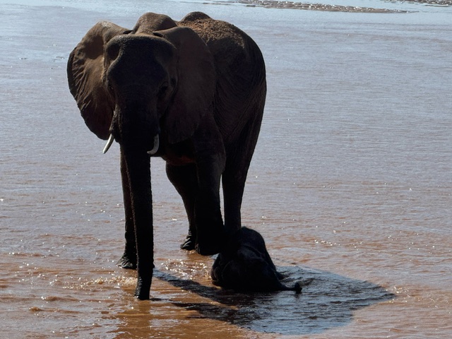 Elephant Kenya