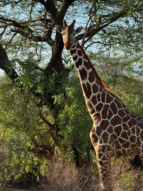 Giraffe Kenya